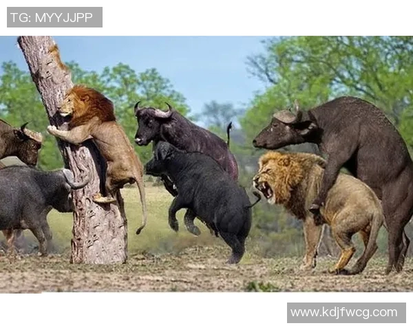 镜头捕捉：国王赛场小动作引发热议